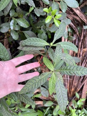 Psychotria tenuifolia