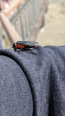 Osca lata