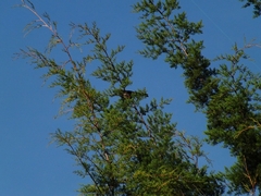 Turdus fuscater