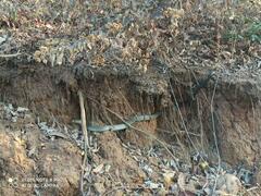 Drymarchon melanurus