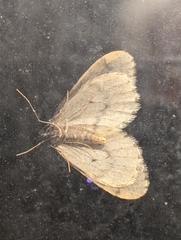 Operophtera occidentalis