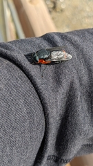 Osca lata