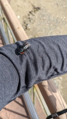 Osca lata