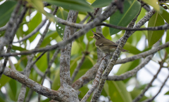 Phylloscopus examinandus