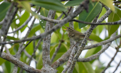Phylloscopus examinandus