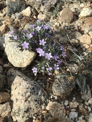 Langloisia setosissima setosissima
