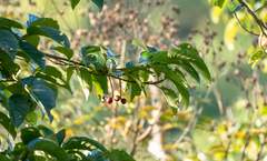 Bolbopsittacus lunulatus