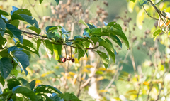 Bolbopsittacus lunulatus