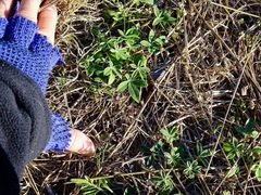 Lupinus texensis