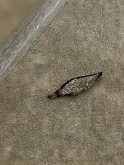 Phereoeca