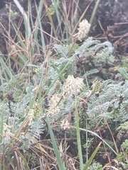 Astragalus nuttallii nuttallii