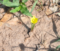 Zephyranthes filifolia