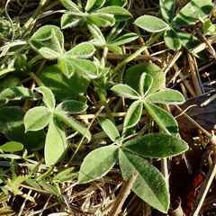 Lupinus texensis