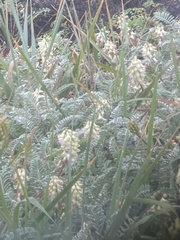 Astragalus nuttallii nuttallii