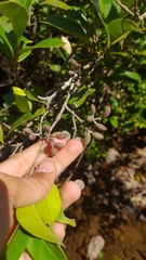 Chionanthus mala-elengi