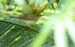 Phylloscopus examinandus