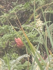 Astragalus nuttallii nuttallii