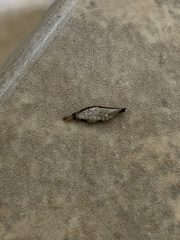 Phereoeca