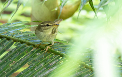 Phylloscopus examinandus