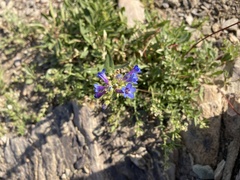Penstemon humilis