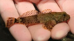 Cottus caeruleomentum