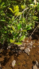 Chionanthus mala-elengi