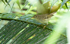 Phylloscopus examinandus