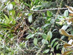 Chlorospingus canigularis