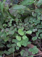 Adiantum capillus-veneris