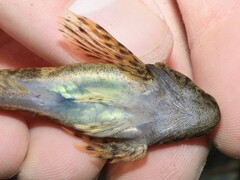 Cottus caeruleomentum