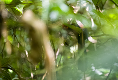 Dasylophus superciliosus