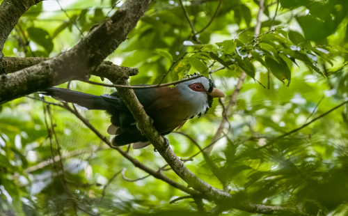 Scale-feathered Malkoha (Dasylophus cumingi), photo 10