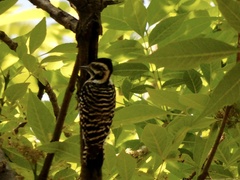 Dryobates scalaris