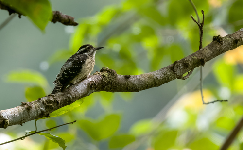 Philippine Pygmy Woodpecker (Yungipicus maculatus), photo 2