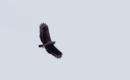 Philippine Serpent Eagle (Spilornis holospilus), photo 8
