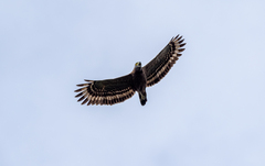 Spilornis holospilus