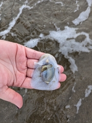 Olivancillaria