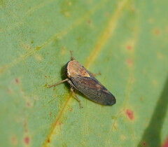 Brunotartessus fulvus