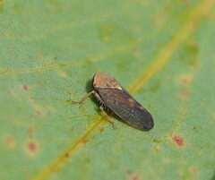 Brunotartessus fulvus