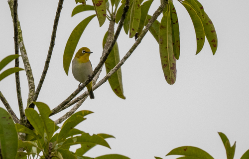 Lowland White-eye (Zosterops meyeni), photo 3
