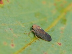 Brunotartessus fulvus