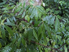 Elatostema lineolatum