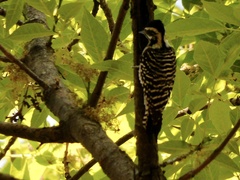 Dryobates scalaris