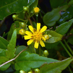 Calea pinnatifida