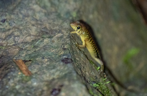 Philippine Giant Forest Skink
