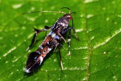 Cosmopterigidae
