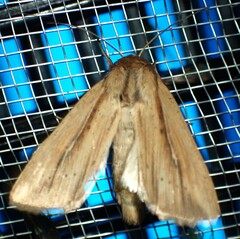 Leucania phragmitidicola
