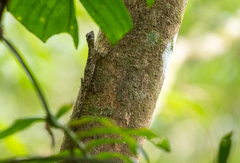 Draco spilopterus