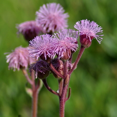 Campuloclinium macrocephalum