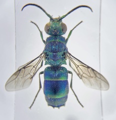 Chrysis ignita